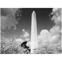 Washington Monument and cherry trees, Washington, D.C. - Black and White Variant-Paper Art-34"x26"