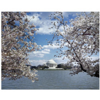 Jefferson Memorial with cherry blossoms, Washington, D.C. - Vintage Style Photo Tint Variant-Paper Art-22"x18"