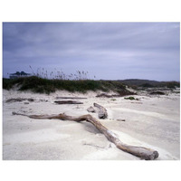 Driftwood on beach at Padre Island, TX-Paper Art-18"x14"