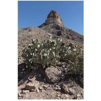 Prickly Pear Cactus and scenery in Big Bend National Park, TX-Paper Art-18"x26"