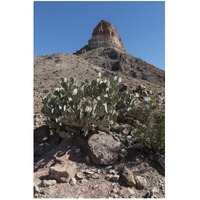 Prickly Pear Cactus and scenery in Big Bend National Park, TX-Paper Art-34"x50"