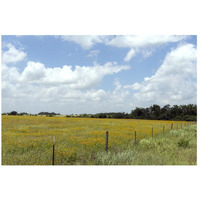 A field of wildflowers near Chappel Hill in Austin County, TX, 2014-Paper Art-26"x18"