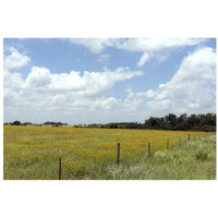 A field of wildflowers near Chappel Hill in Austin County, TX, 2014-Paper Art-32"x22"