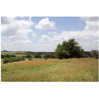 A field of wildflowers near Chappel Hill in Austin County, TX, 2014-Paper Art-20"x14"