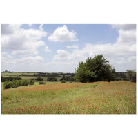 A field of wildflowers near Chappel Hill in Austin County, TX, 2014-Paper Art-26"x18"