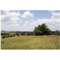 A field of wildflowers near Chappel Hill in Austin County, TX, 2014-Paper Art-38"x26"