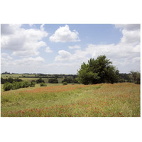 A field of wildflowers near Chappel Hill in Austin County, TX, 2014-Paper Art-50"x34"