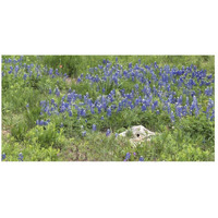 Bluebonnets at the Lady Bird Johnson Wildflower Center, near Austin, TX-Paper Art-26"x14"