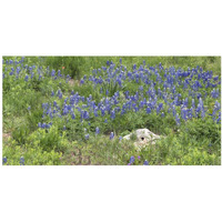 Bluebonnets at the Lady Bird Johnson Wildflower Center, near Austin, TX-Paper Art-38"x20"