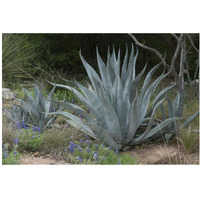 Agave and Bluebonnets at the Lady Bird Johnson Wildflower Center, near Austin, TX-Paper Art-20"x14"