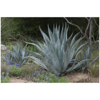 Agave and Bluebonnets at the Lady Bird Johnson Wildflower Center, near Austin, TX-Paper Art-32"x22"