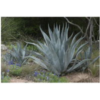 Agave and Bluebonnets at the Lady Bird Johnson Wildflower Center, near Austin, TX-Paper Art-38"x26"