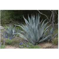 Agave and Bluebonnets at the Lady Bird Johnson Wildflower Center, near Austin, TX-Paper Art-50"x34"