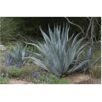 Agave and Bluebonnets at the Lady Bird Johnson Wildflower Center, near Austin, TX-Paper Art-62"x42"