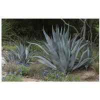 Agave and Bluebonnets at the Lady Bird Johnson Wildflower Center, near Austin, TX-Paper Art-32"x22"