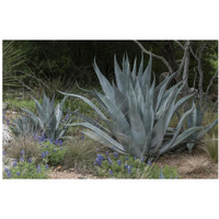 Agave and Bluebonnets at the Lady Bird Johnson Wildflower Center, near Austin, TX-Paper Art-38"x26"