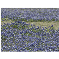 A profusion of Bluebonnets, in a field in Boerne, TX-Paper Art-18"x14"