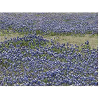 A profusion of Bluebonnets, in a field in Boerne, TX-Paper Art-50&quotx38"