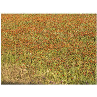 A field of wildflowers near the town of Tenton in Fannin County, TX, 2014-Paper Art-18"x14"