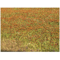 A field of wildflowers near the town of Tenton in Fannin County, TX, 2014-Paper Art-42"x32"