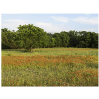 A field of wildflowers near the town of Trenton in Fannin County in Northeast Texas-Paper Art-18"x14"