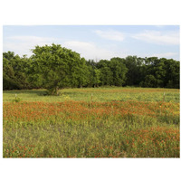 A field of wildflowers near the town of Trenton in Fannin County in Northeast Texas-Paper Art-34"x26"