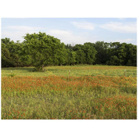 A field of wildflowers near the town of Trenton in Fannin County in Northeast Texas-Paper Art-42"x32"