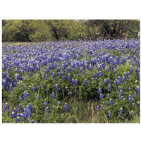 A pretty field of bluebonnets near Marble Falls, TX-Paper Art-18"x14"