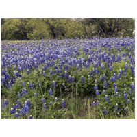 A pretty field of bluebonnets near Marble Falls, TX-Paper Art-26"x20"