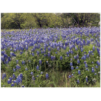 A pretty field of bluebonnets near Marble Falls, TX-Paper Art-42"x32"