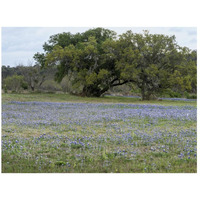 Field of bluebonnets in the Texas Hill Country, near Burnet-Paper Art-26"x20"