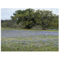 Field of bluebonnets in the Texas Hill Country, near Burnet-Paper Art-34"x26"