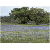 Field of bluebonnets in the Texas Hill Country, near Burnet-Paper Art-42"x32"