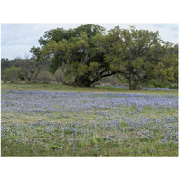 Field of bluebonnets in the Texas Hill Country, near Burnet-Paper Art-50"x38"