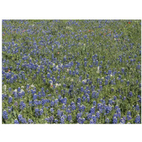 Bluebonnets, Fredericksburg, TX-Paper Art-18"x14"