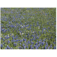 Bluebonnets, Fredericksburg, TX-Paper Art-26"x20"