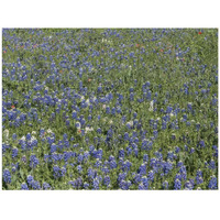 Bluebonnets, Fredericksburg, TX-Paper Art-42&quotx32"