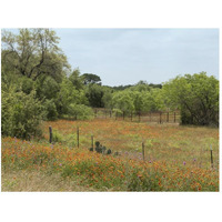 Field of wildflowers in Gonzales County, TX-Paper Art-50"x38"