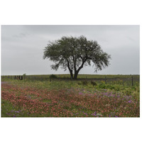 Wildflower field near Poteet in Atascosa County, TX-Paper Art-26"x18"