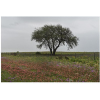 Wildflower field near Poteet in Atascosa County, TX-Paper Art-38"x26"