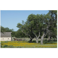 Horse on a meadow in the Lyndon B. Johnson National Historical Park in Johnson City, TX-Paper Art-26"x18"