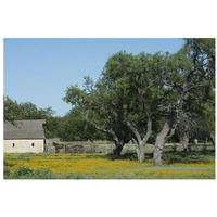 Horse on a meadow in the Lyndon B. Johnson National Historical Park in Johnson City, TX-Paper Art-32"x22"