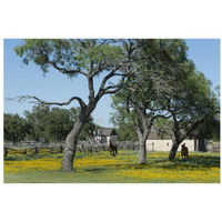 Horses gallop toward the camera in a wildflower-rich National Park Service meadow in Johnson City, TX-Paper Art-32"x22"