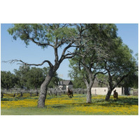 Horses gallop toward the camera in a wildflower-rich National Park Service meadow in Johnson City, TX-Paper Art-50"x34"