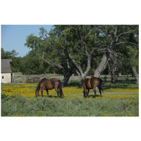 Horses grazing on a meadow in the Lyndon B. Johnson National Historical Park in Johnson City, TX-Paper Art-26"x18"