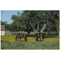 Horses grazing on a meadow in the Lyndon B. Johnson National Historical Park in Johnson City, TX-Paper Art-32"x22"