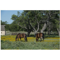 Horses grazing on a meadow in the Lyndon B. Johnson National Historical Park in Johnson City, TX-Paper Art-38"x26"