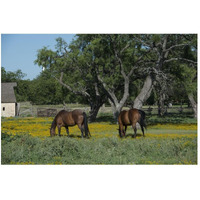 Horses grazing on a meadow in the Lyndon B. Johnson National Historical Park in Johnson City, TX-Paper Art-50"x34"