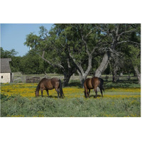 Horses grazing on a meadow in the Lyndon B. Johnson National Historical Park in Johnson City, TX-Paper Art-62"x42"