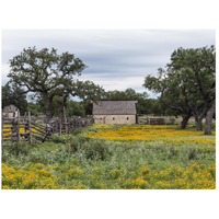 Vivid field of wildflowers in the Lyndon B. Johnson National Historical Park in Johnson City, TX-Paper Art-26"x20"